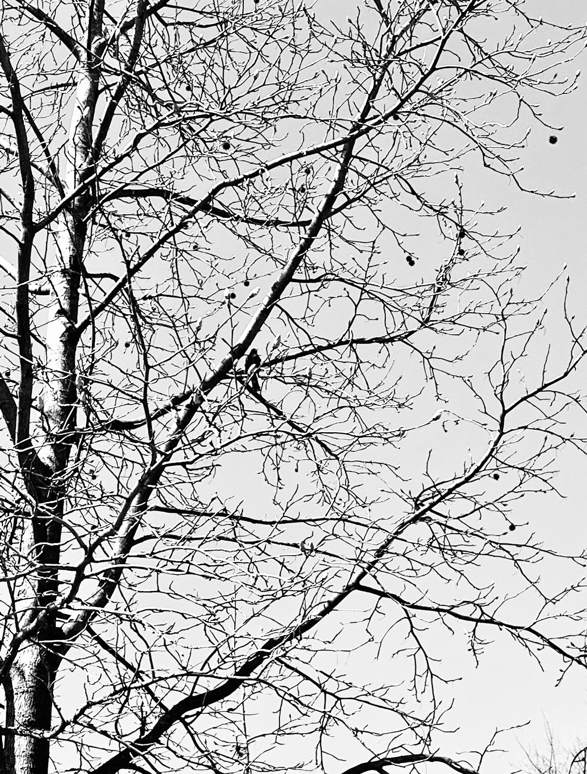 Bloom Book: 002 The Origins of Night Bus